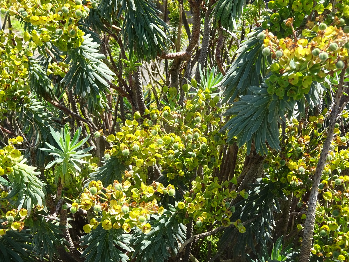Euphorbia characias subsp. characias (Euphorbiaceae)